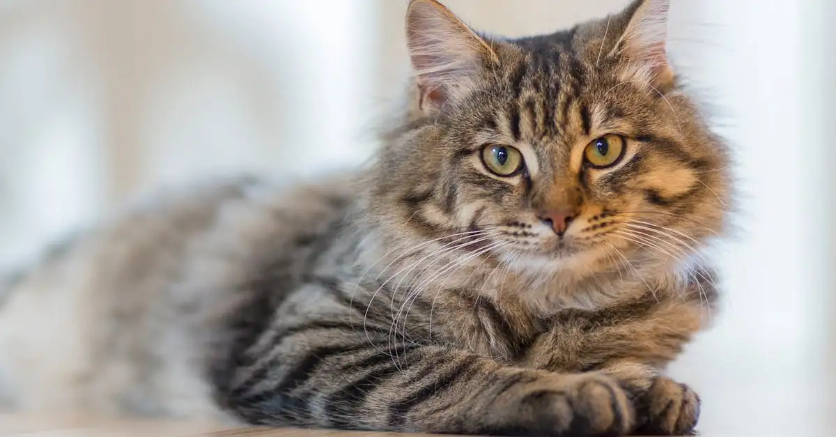 Allergie katten baby symptomen
